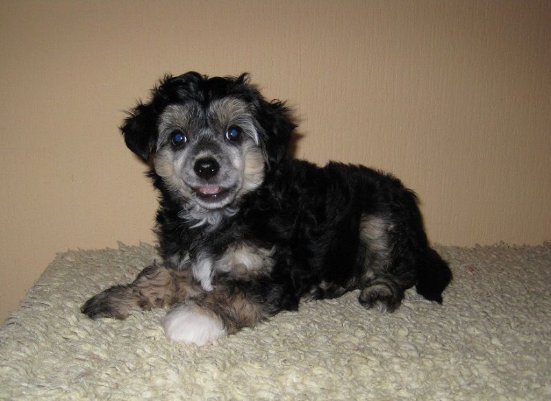 Quintus von den Windpferden