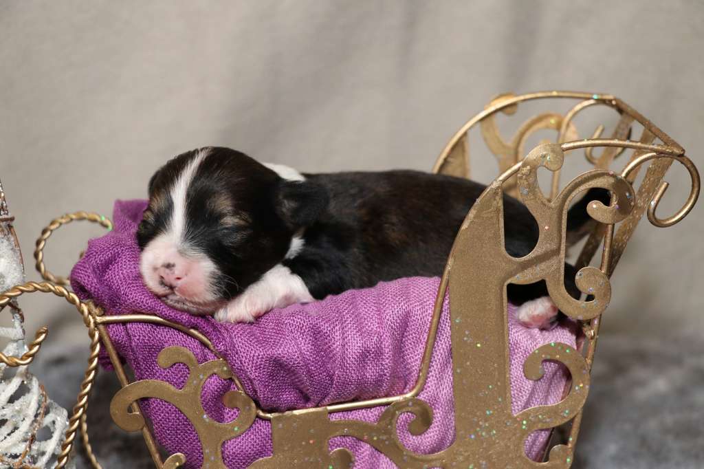 In Your Eyes Princes de la Roses