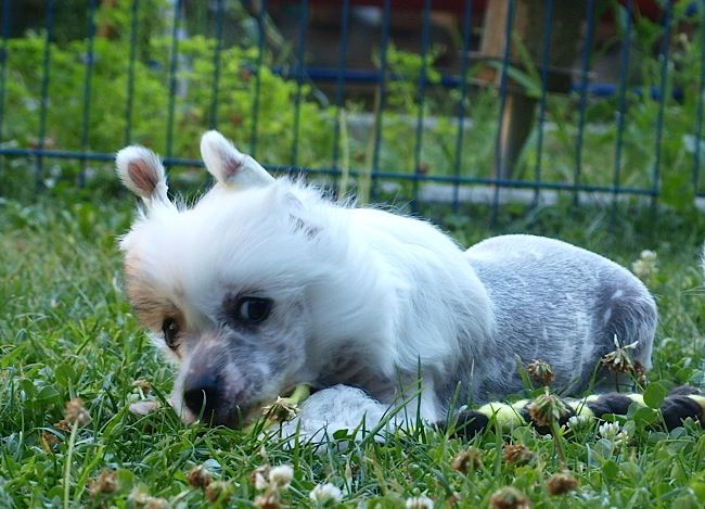 Tizzy ECO-Freenet Jack