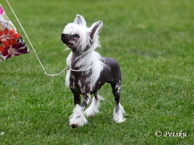 Tirlittan Luna Lovegood