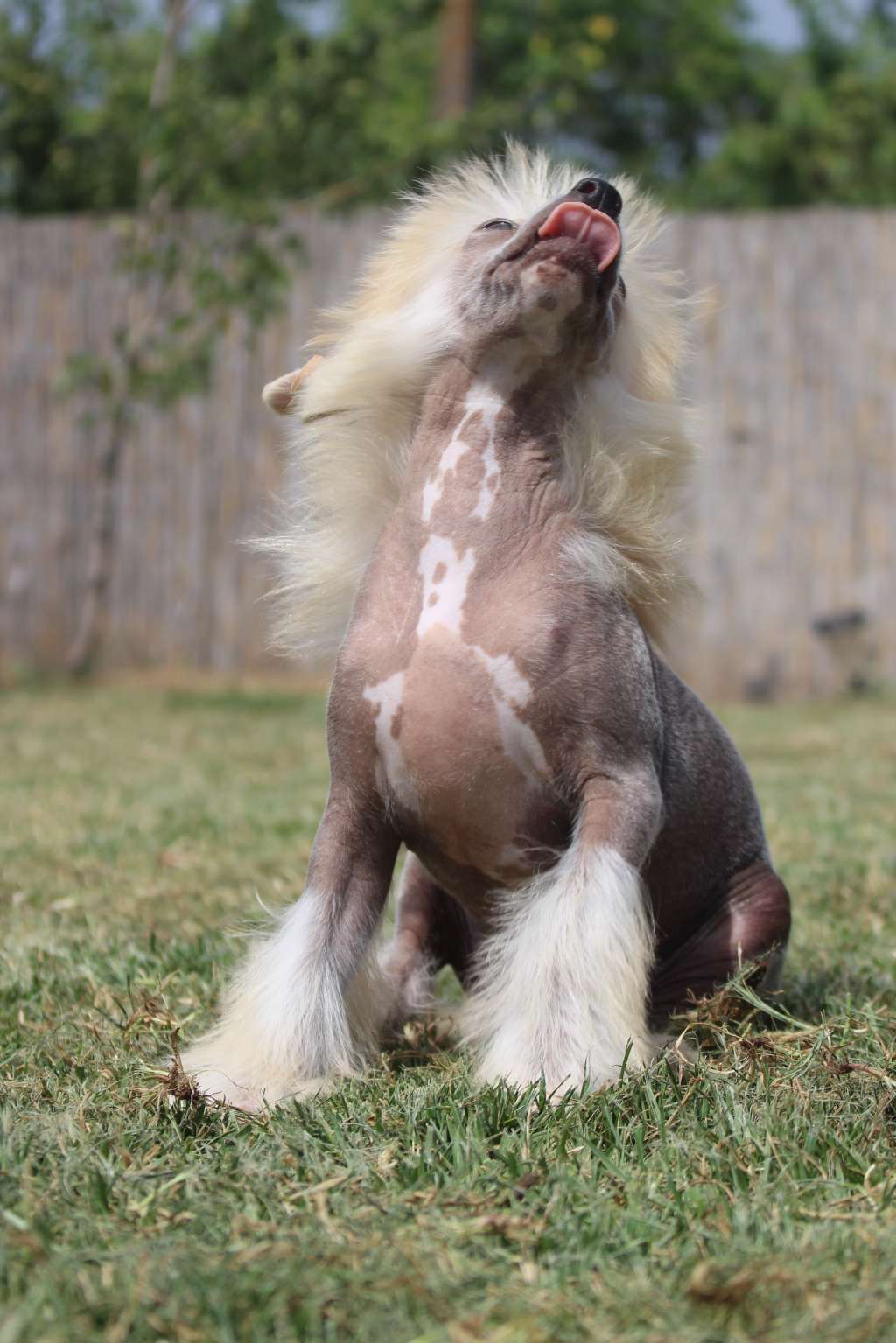 Alexis.Little Milady De Fageiro