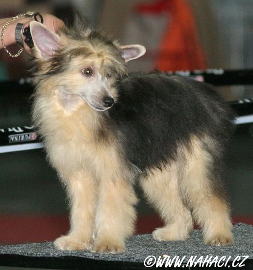 Frendor's Bearlook Holmes