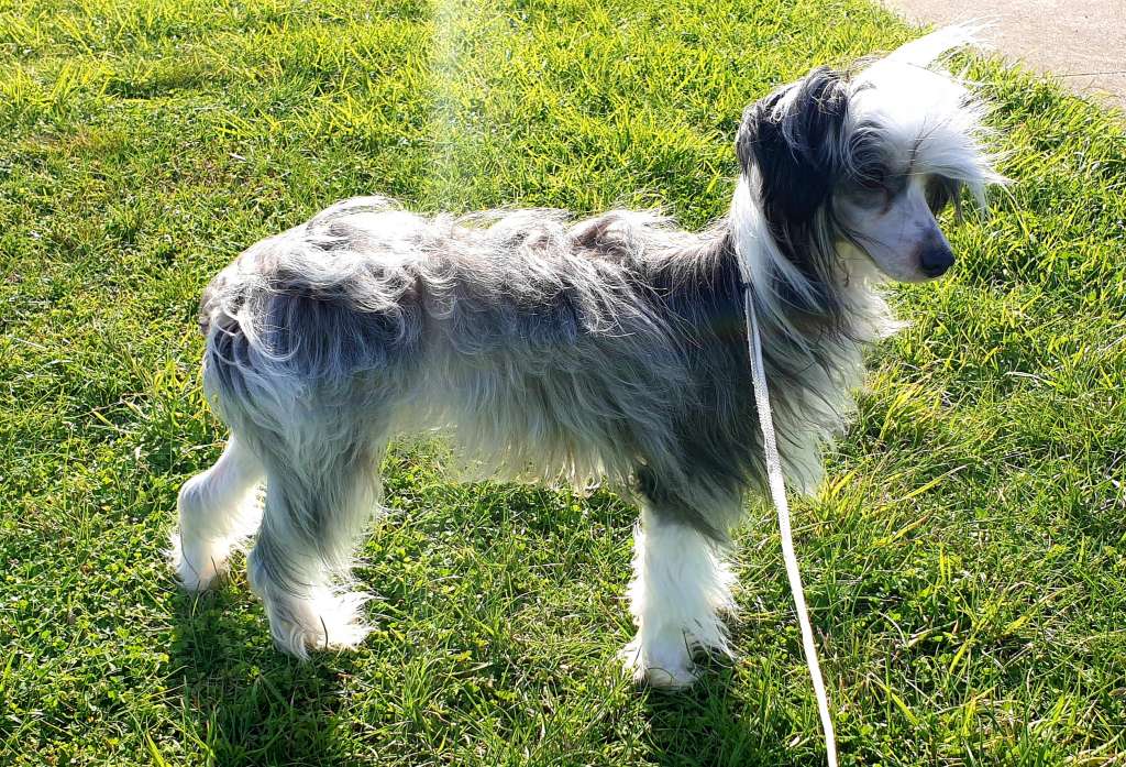 Tribble Netflix And Chill