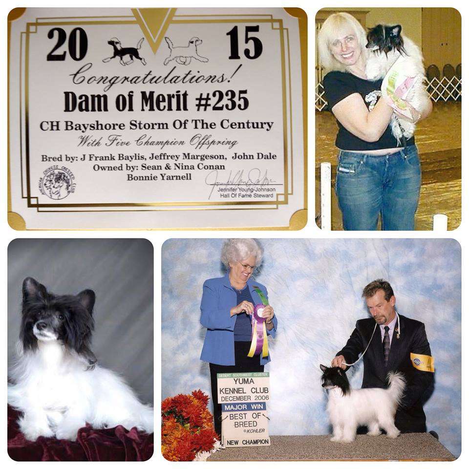 Bayshore Storm Of The Century DOM