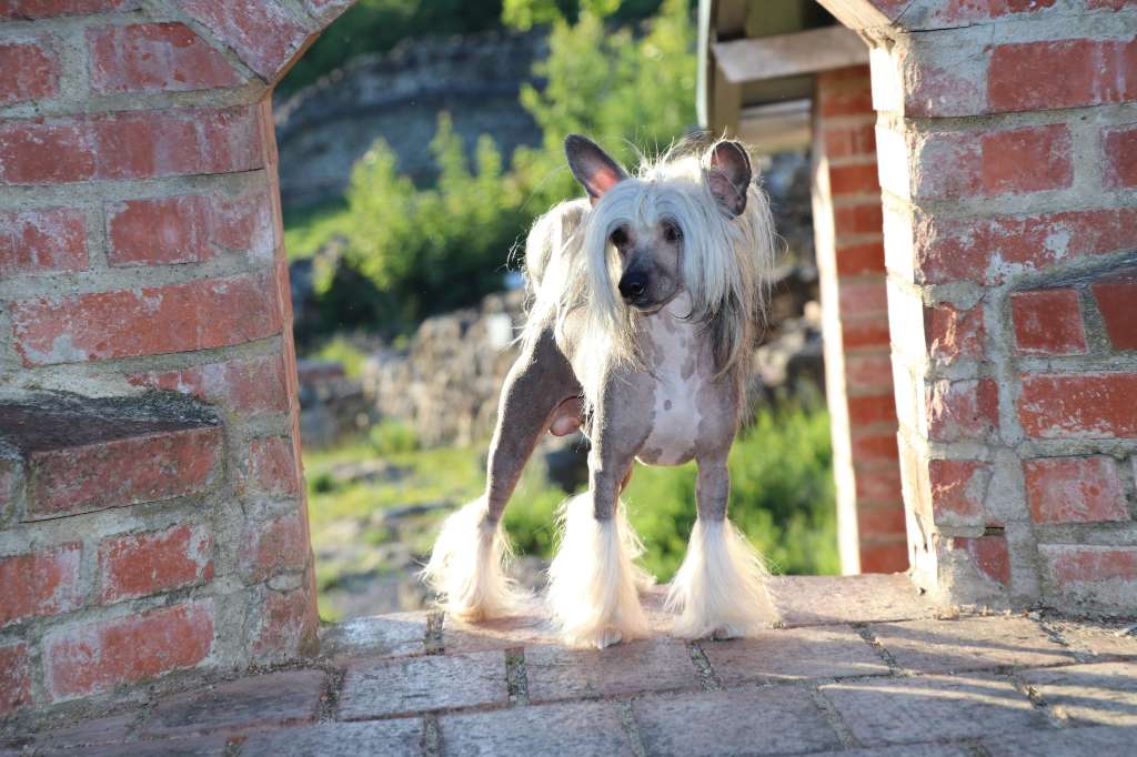 Viva Forever Princes de la Roses