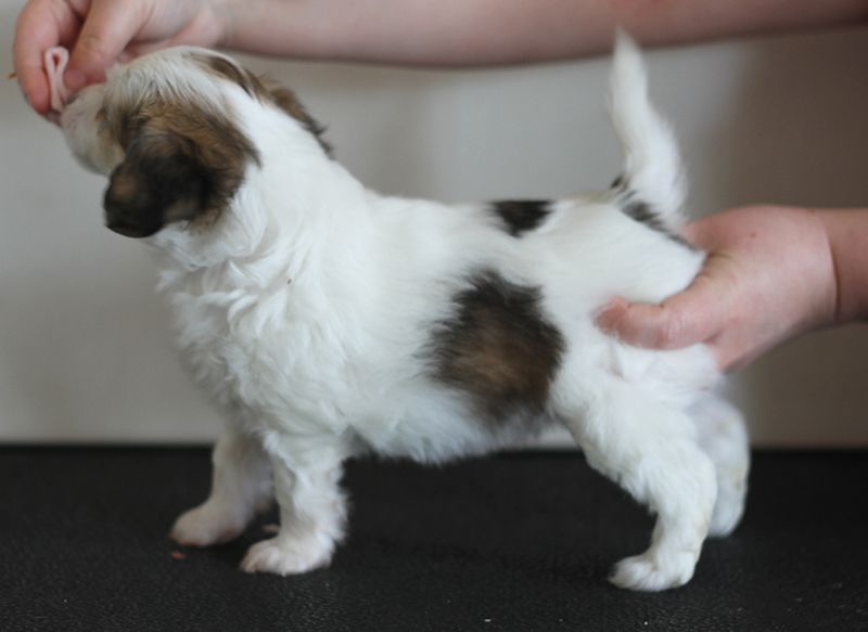 Lunacrest Brain Freeze