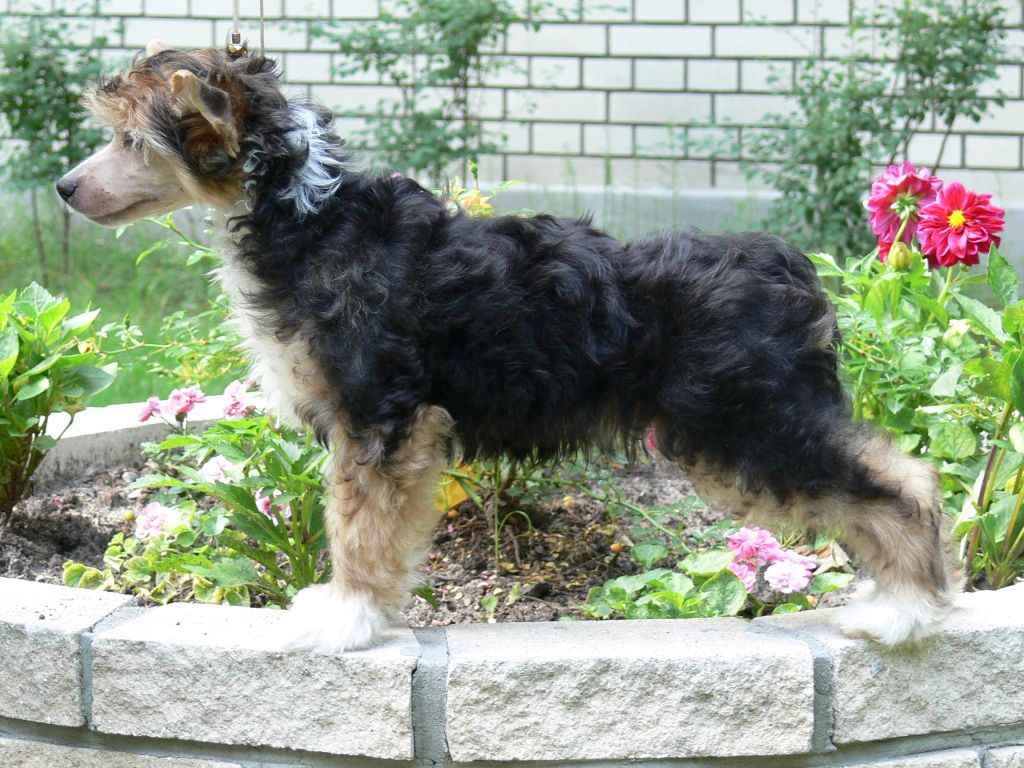 Hearts Hunter Sasima