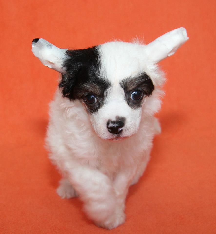 Pikalo Canine's Chocolate Chip