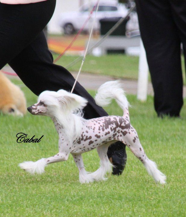 Blackheath Whos Ya Daddy