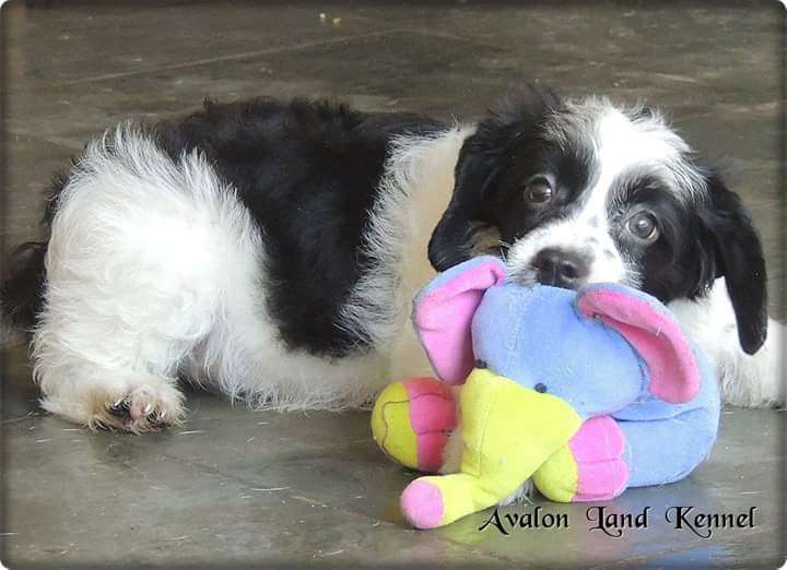 Erik Pp of Avalon Land