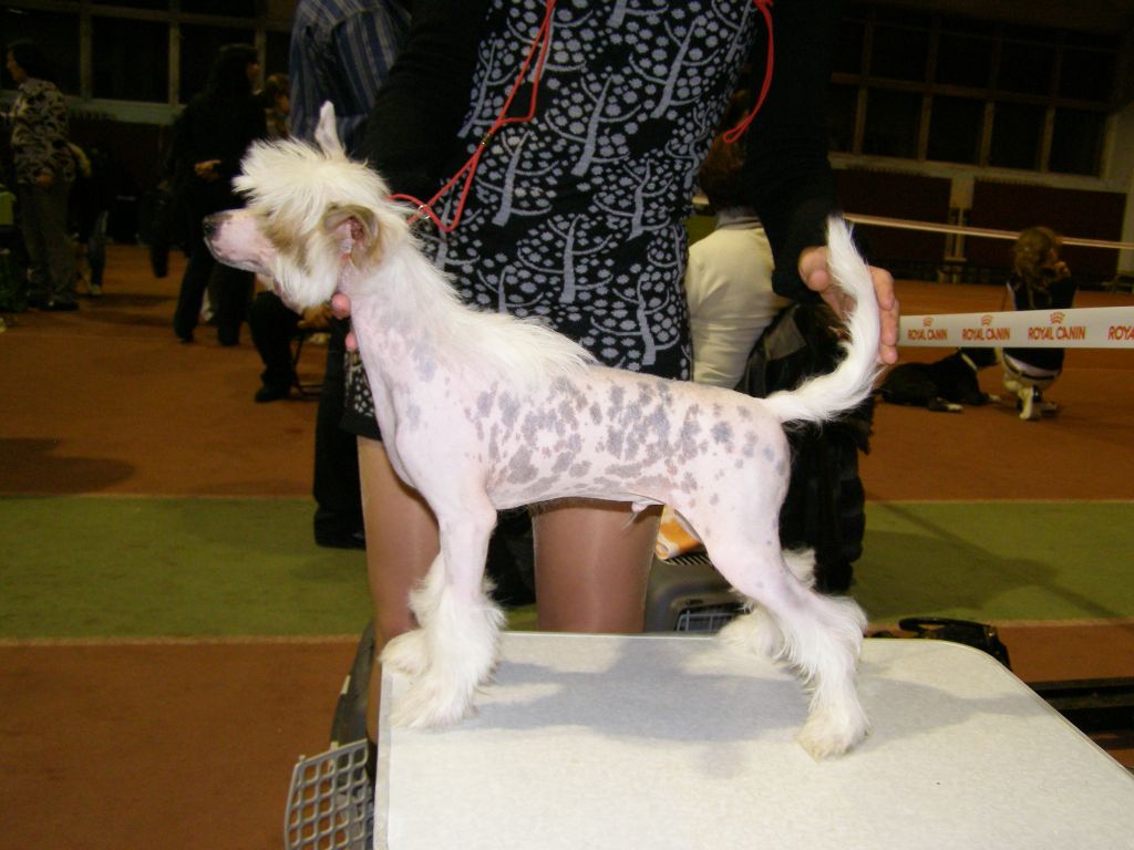 Mimi Dog Doll Order of Glory