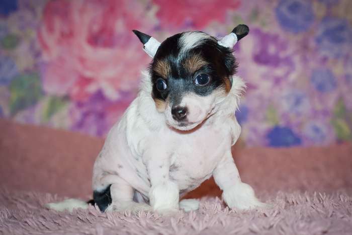 Status Imperial Natural Copy