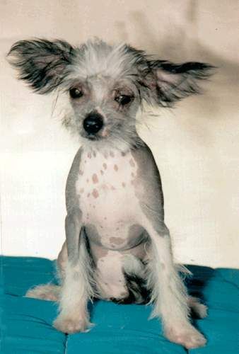 Russkiy Samurai Biba