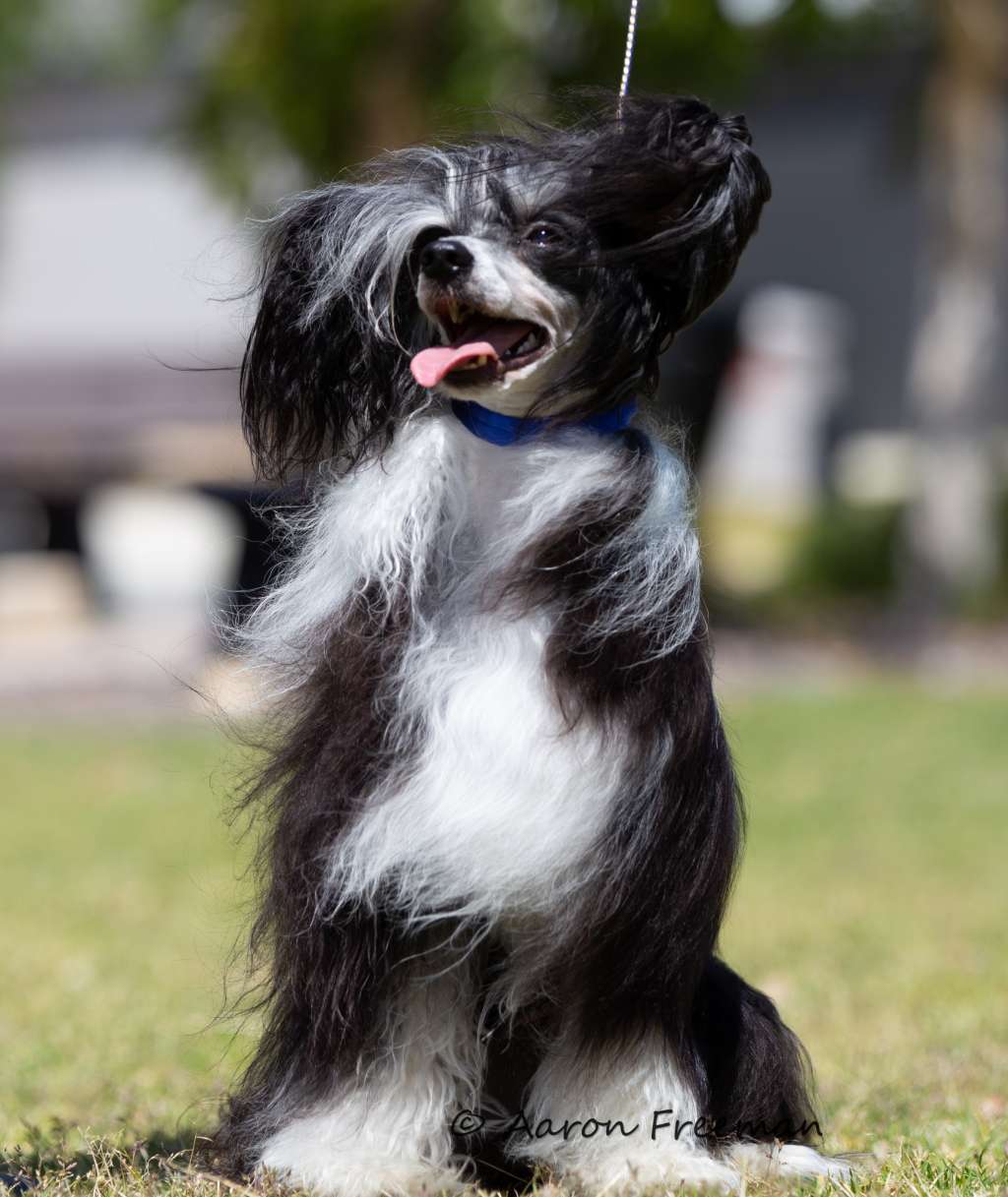 Xiannu Keeper of the Stars (AI)