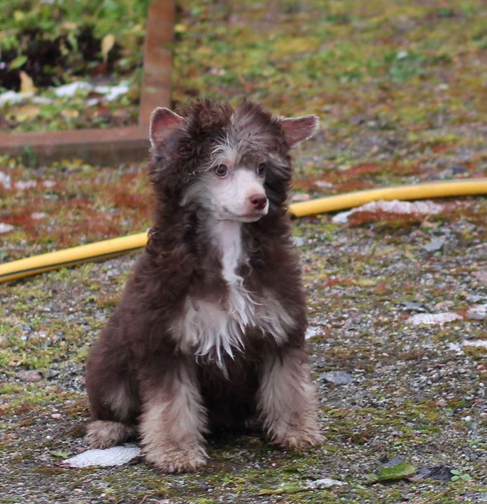 Vernisazh Mari Kassandra