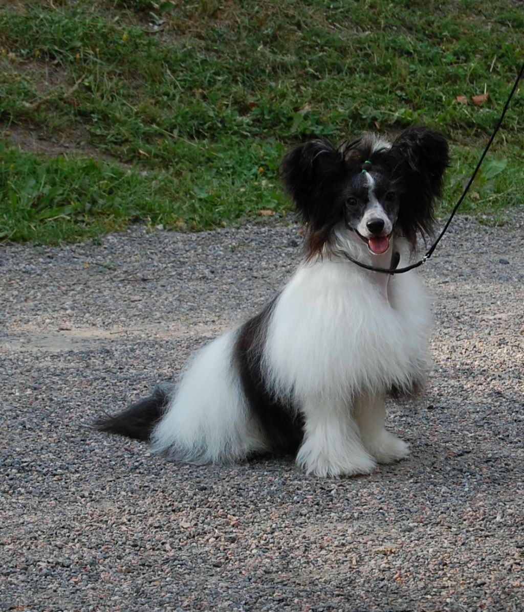 Silent Key's My Northern Lights