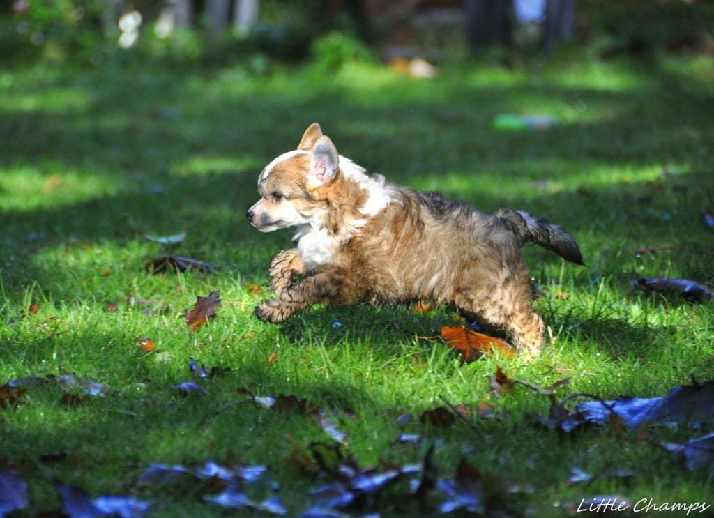 Sex-symbol Little Champs