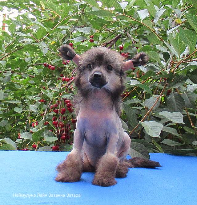 Naimuluna Line Zatanna-Zatara