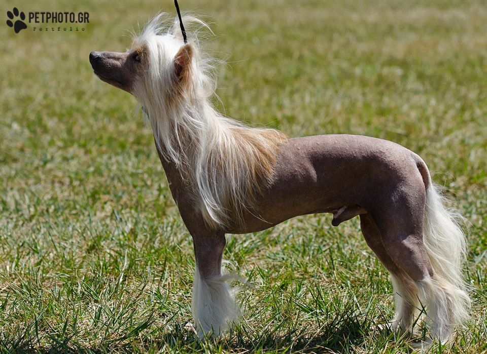 Lord of the Sunshine de Fageiro