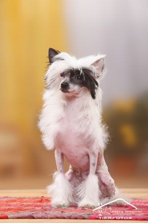 Always Be Happy of Candymoor Castle