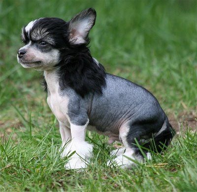 Dragon Moon Fast Delivery