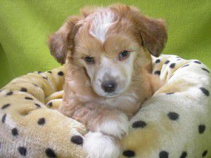 Ice-Teddy z Pavluvky