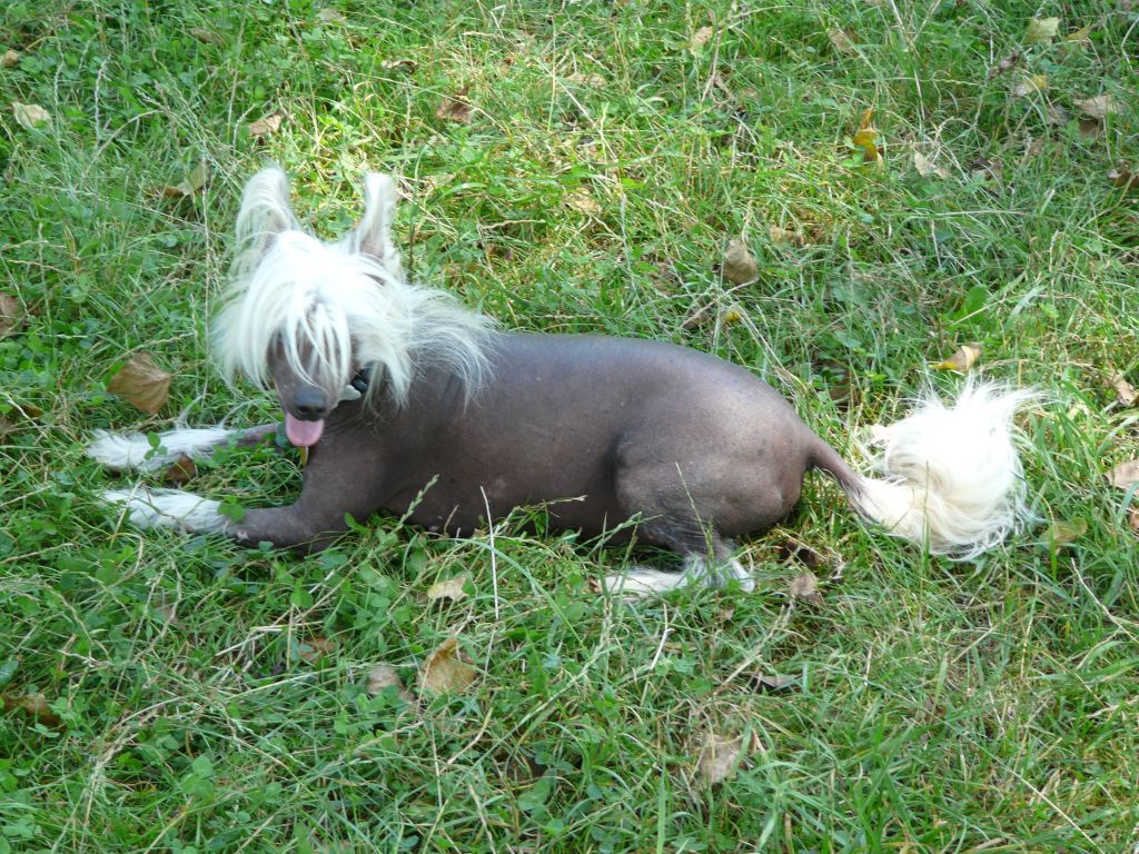 Dropsik Z Gangu Lysych