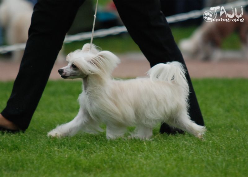 Unicorn Dream A Halloween Spell