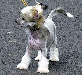 Oriental Jokes Abba-Diva