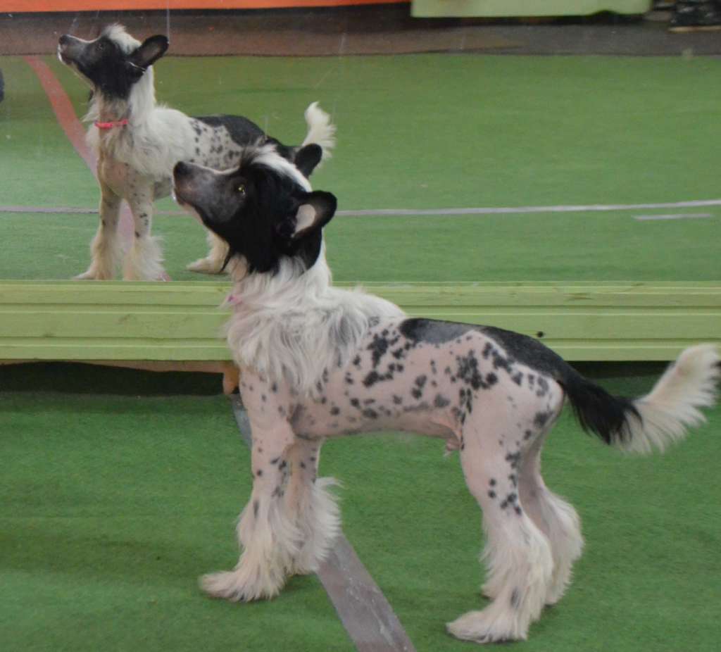 William Real Shakespeare