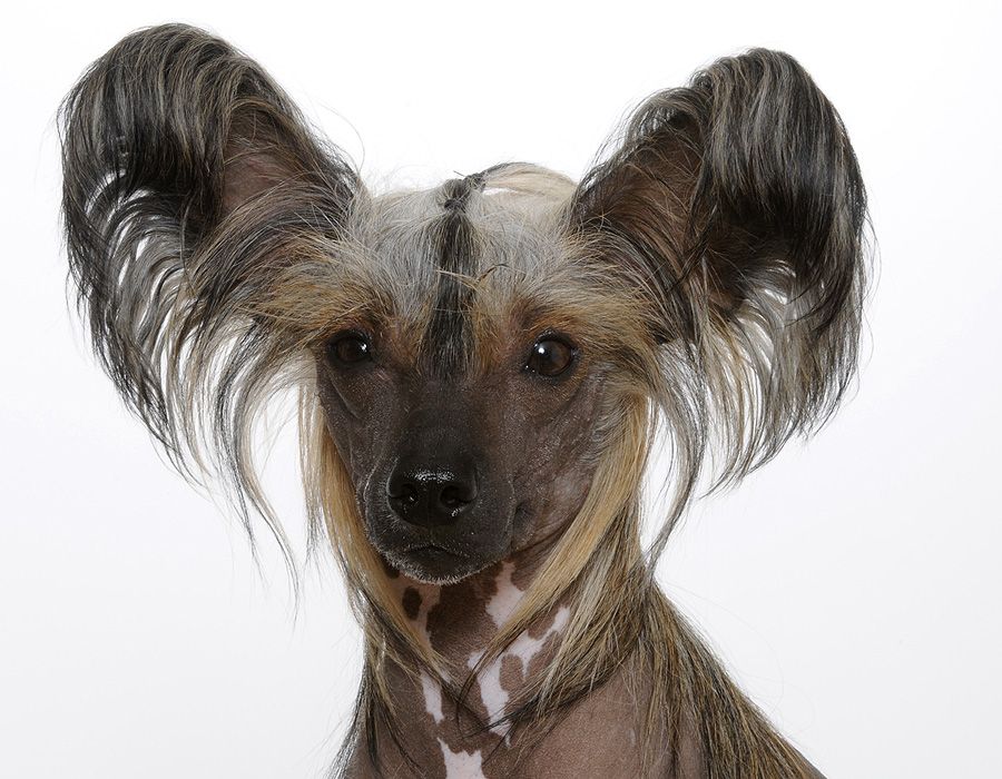 Sunstreaker Journey to Fangtasia