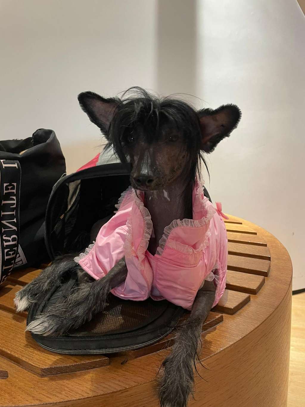 Habanero's Crest Willow