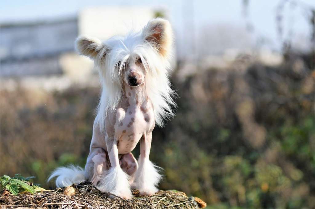 Faradenza Winning Smile