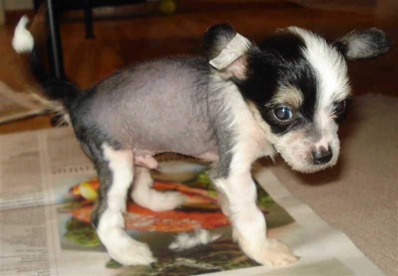 Crested Starz Cary Grant