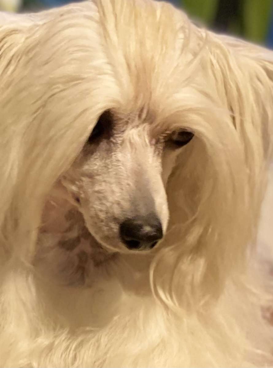 Guilia von Shinbashi