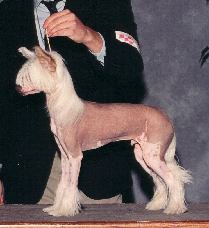 POP MR Pink Sanctuary Much