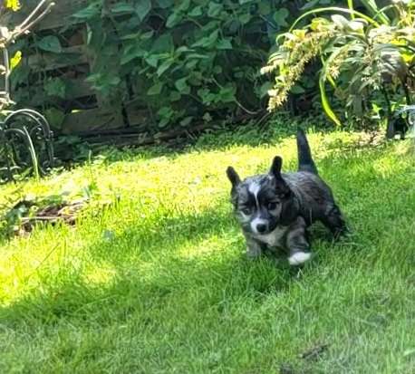 Lucky Luck z Jaromerkého panství