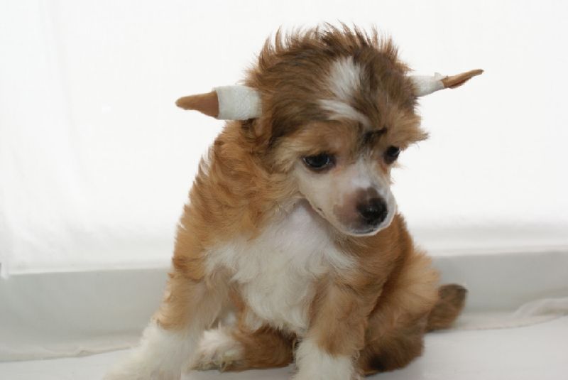 Apriori Vip Gaultier