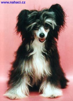 Isongo Isabel od Zlate Samanty