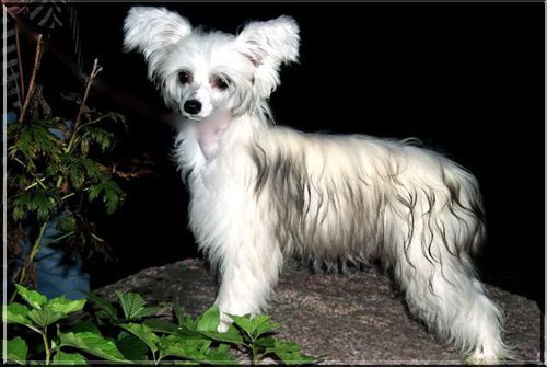 De La Mahafu's Elise