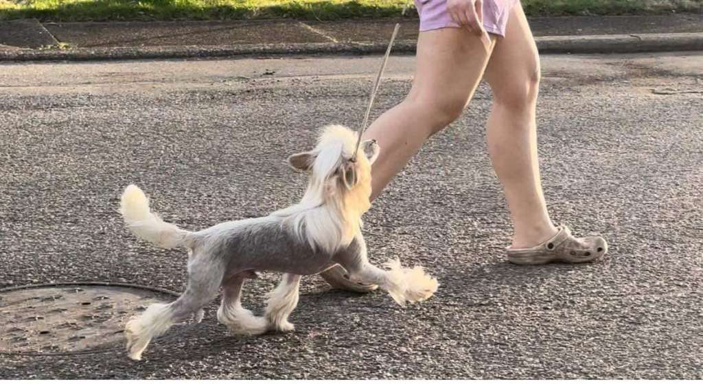 EverCrest's Party Like a Rock Star