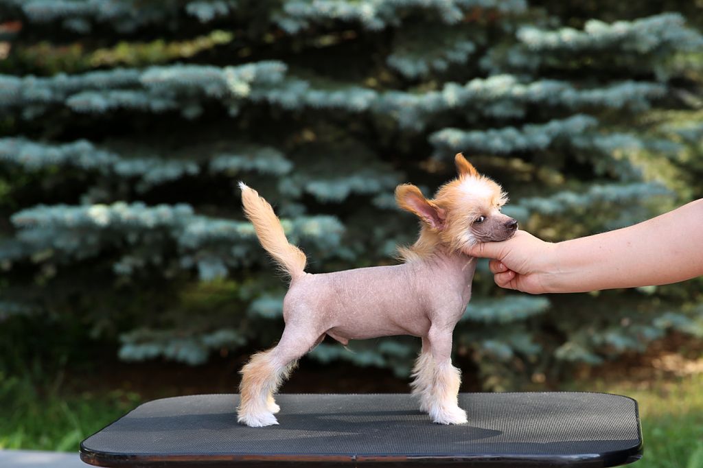 Incanto Del Mondo Jeoffrey