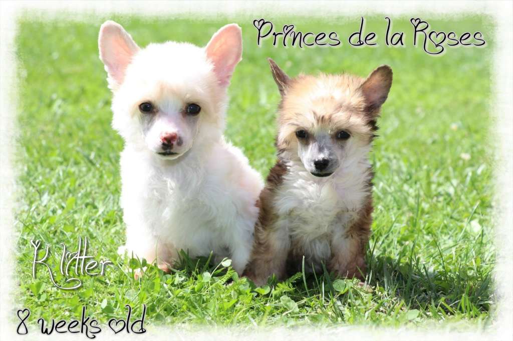 King Of My Castle Princes de la Roses