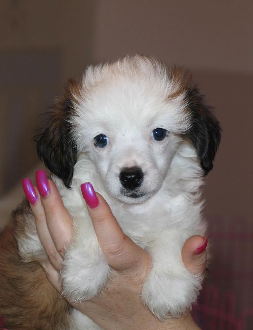 Volshebnaja Loshadka  Golden Boy