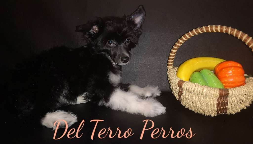Del Terro Perros Kleopatra