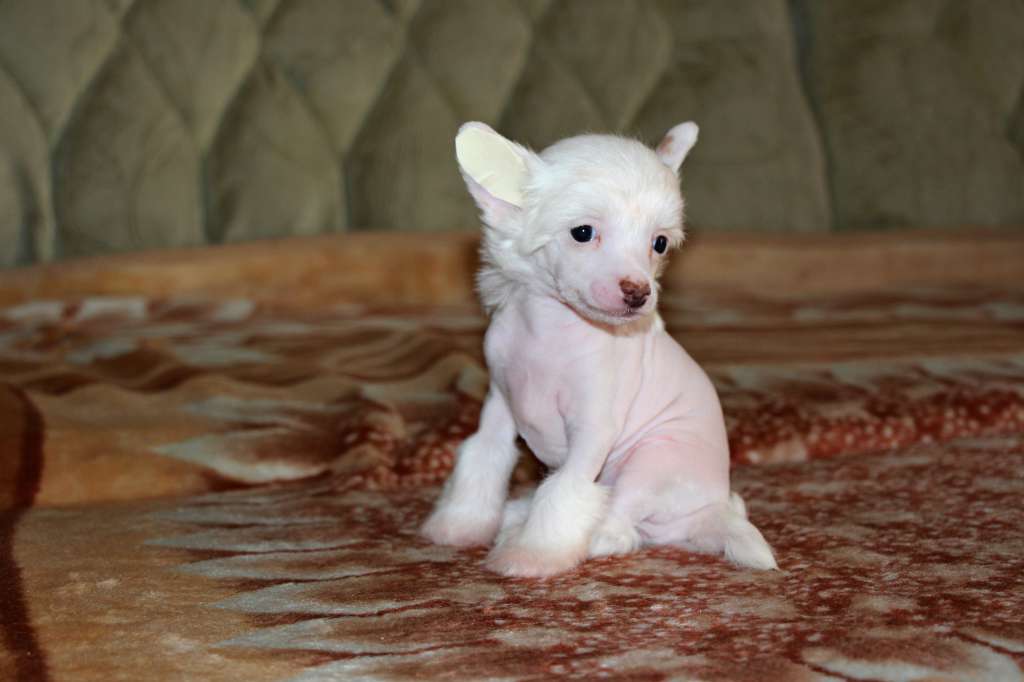 Galser Geraud d'Armagnac