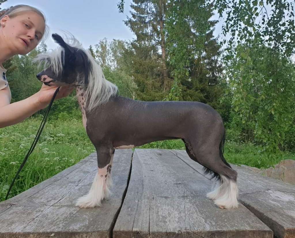 Viuvaun Never Say Never