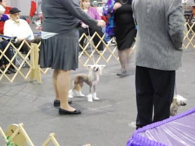 Song Hollows Punk Revolution