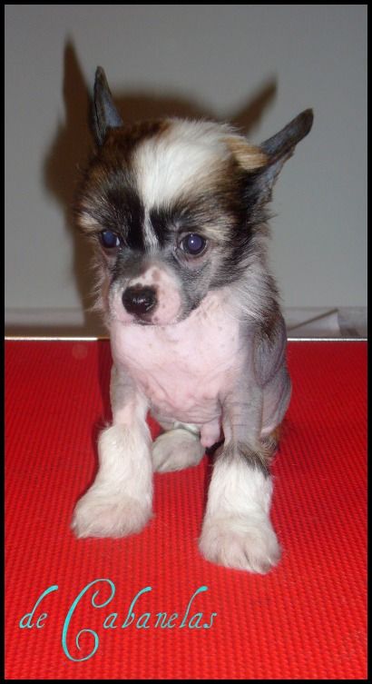 A Small Wresdler de Cabanelas