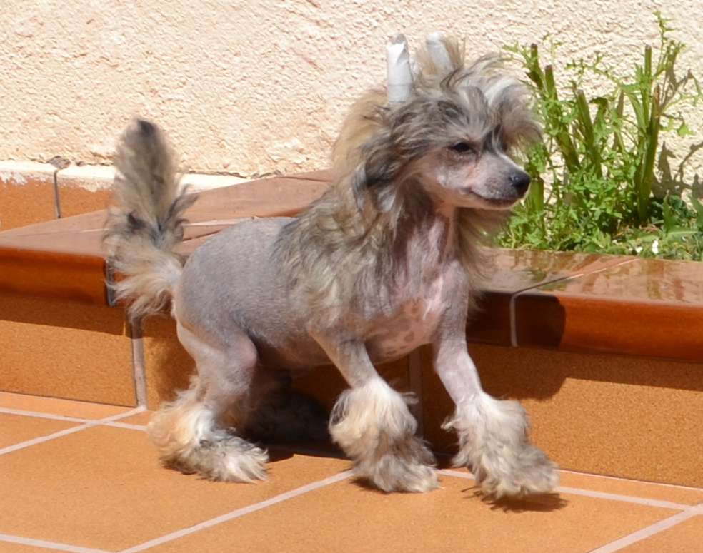 Brillante De Le Chien Bourjois